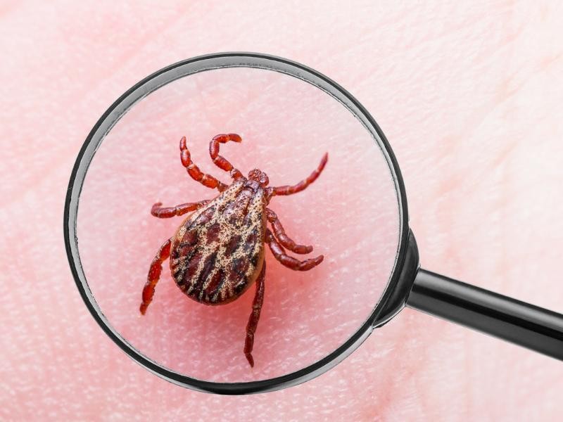 Doença de Lyme: O Que é, Sintomas, Causa e Tratamento